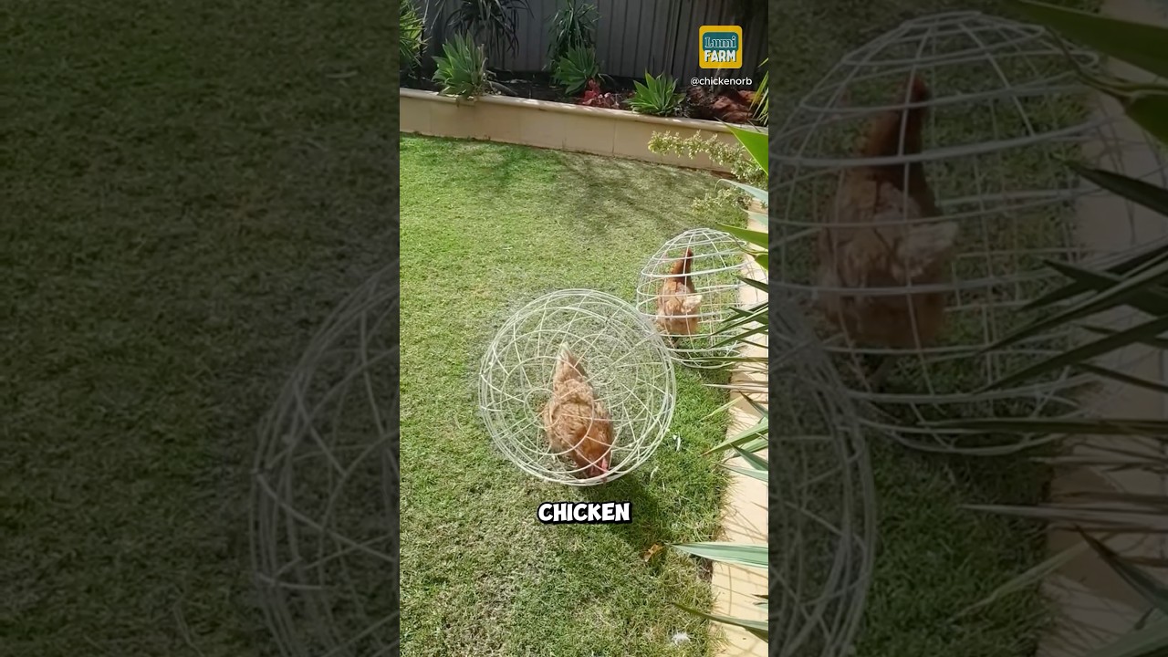 youtube placeholder image